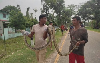 बर्दियामा अजिङ्गर सर्पको उद्धार गरियो 